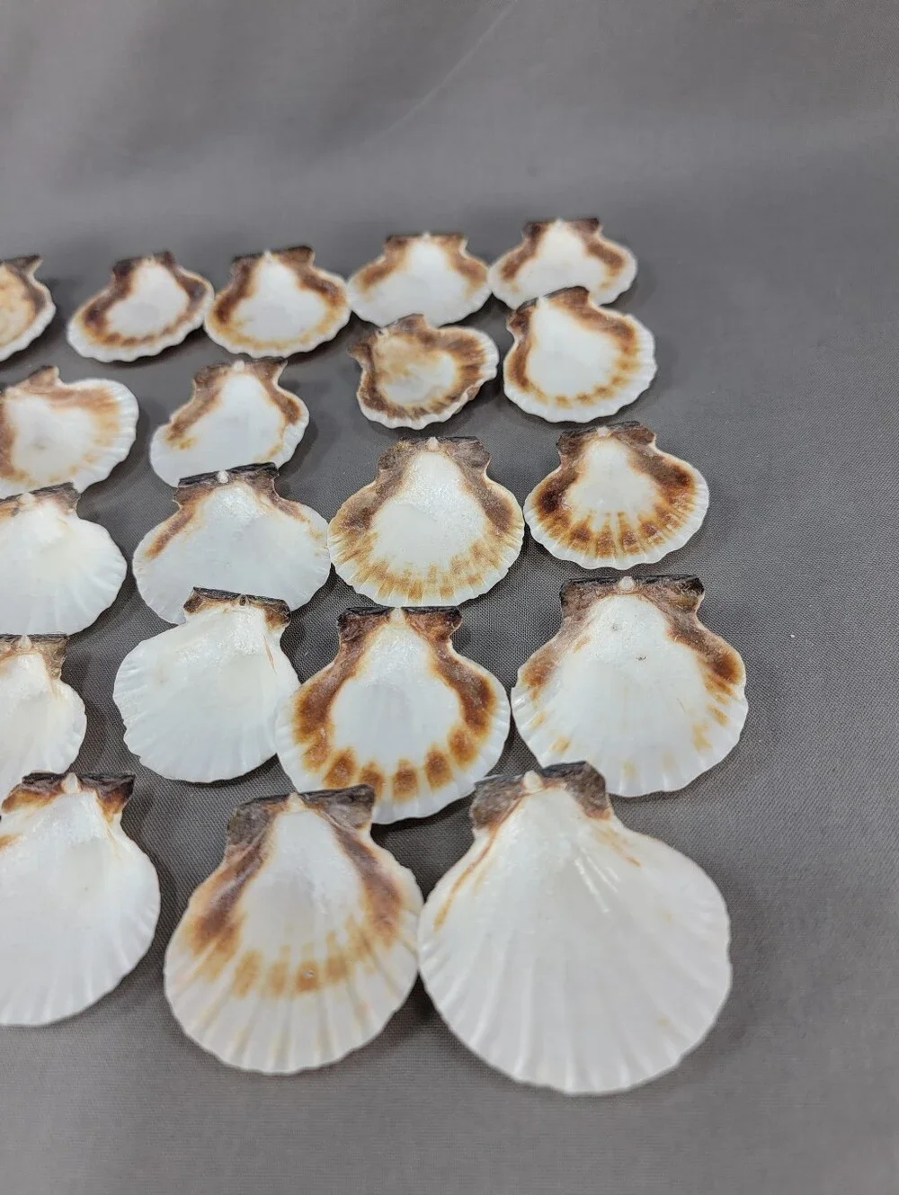 Scallop Seashell Shell Coastal Beach Decor Crafts Miscellaneous Lot